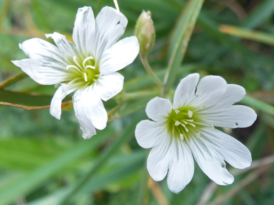 Two flowers