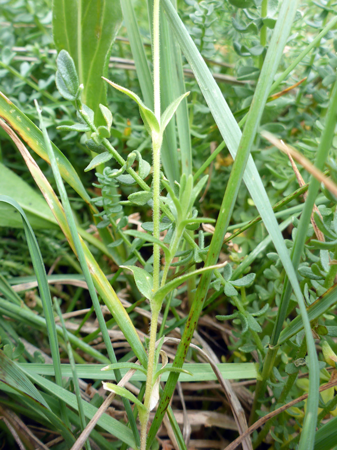 Stem and leaves