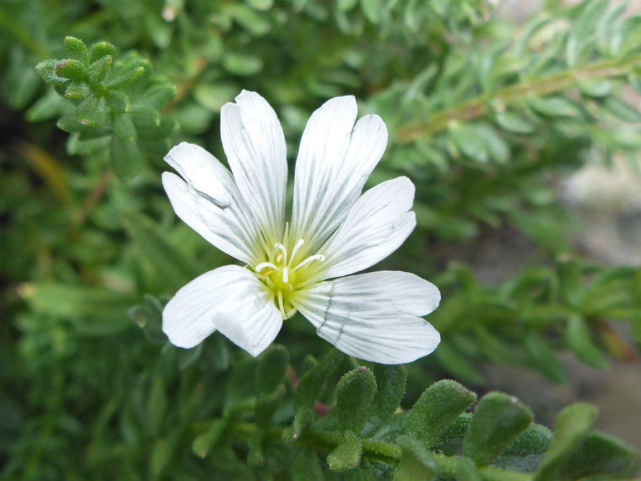 Grooved petals