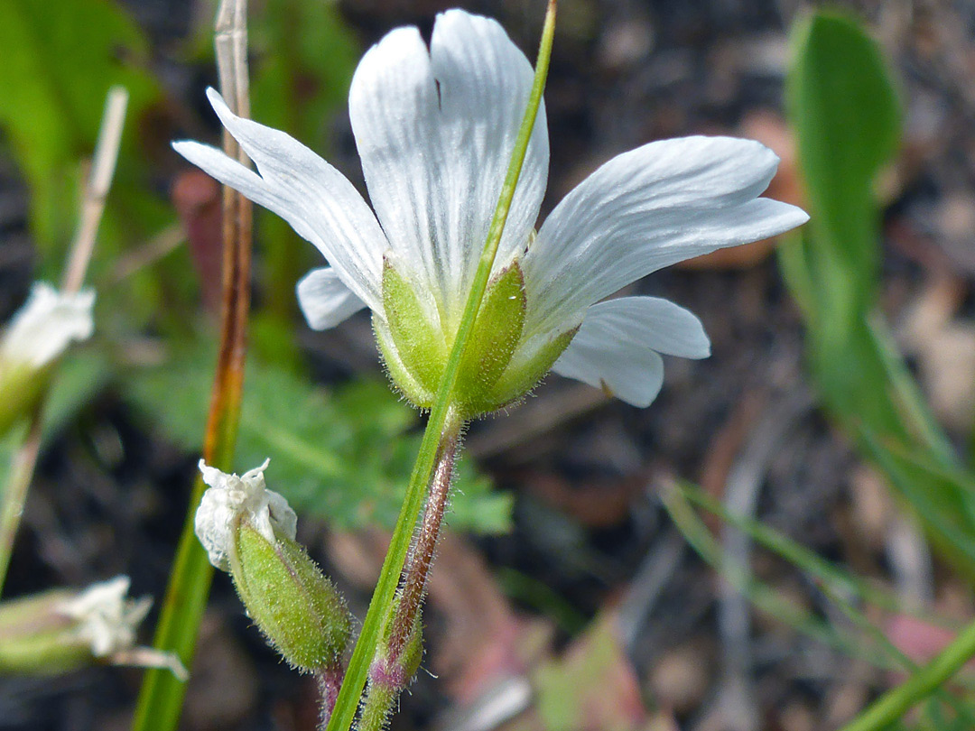 Green sepals and white petals