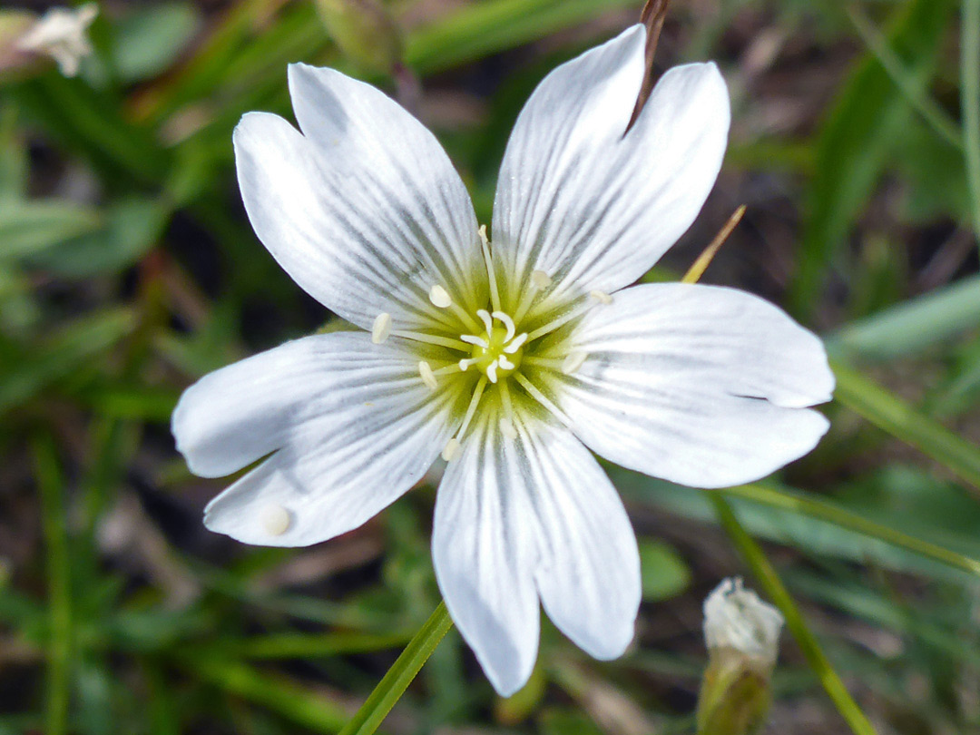 Notched white petals