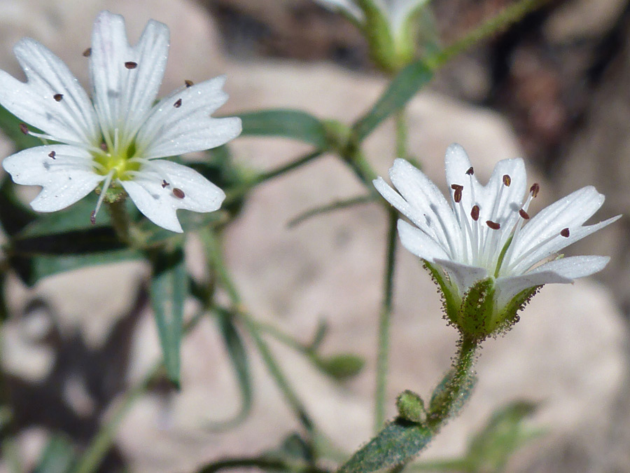 Two flowers