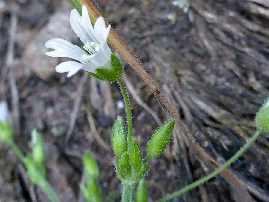 White flower and green buds
