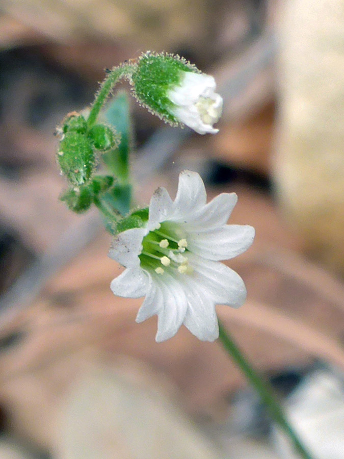 Two flowers