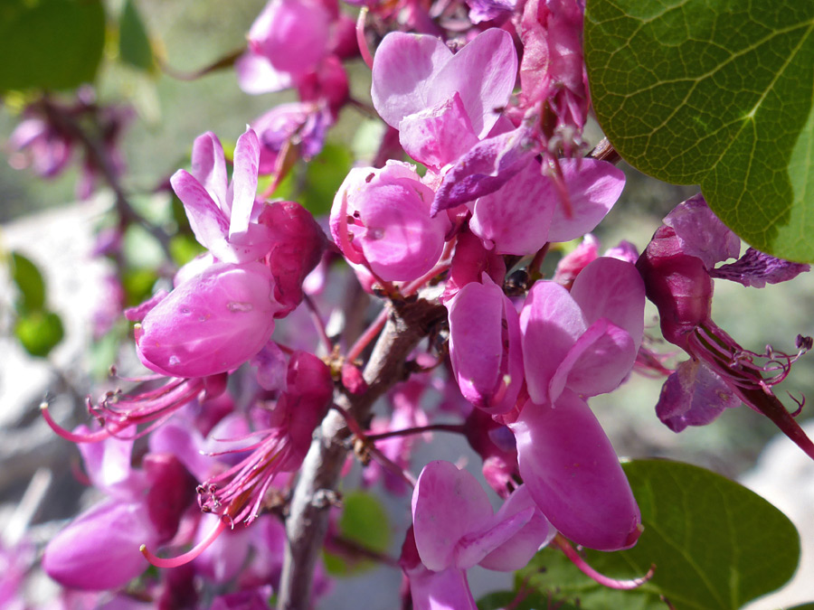 Reddish pink flowers