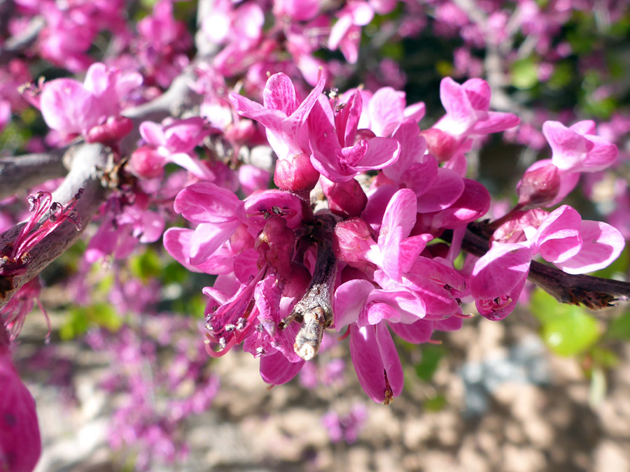 Flower cluster