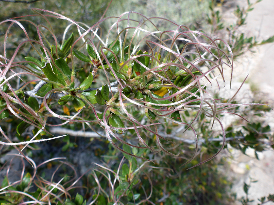 Styles and leaves