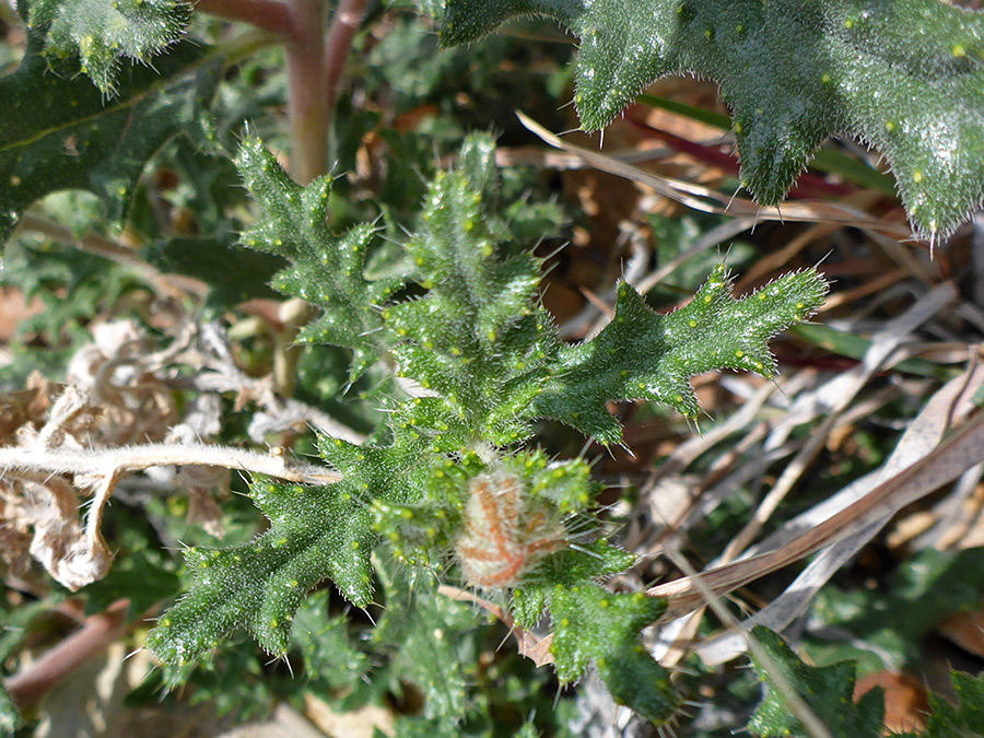 Prickly, glandular leaves