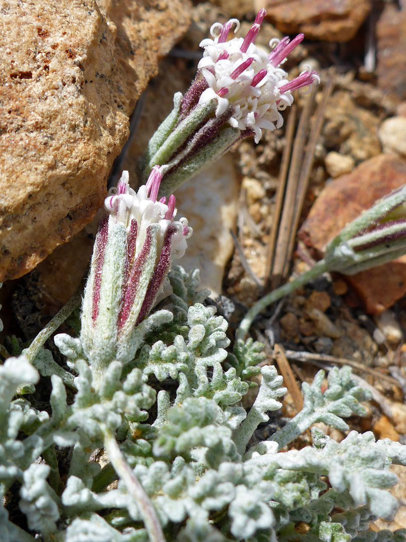 Leaves and flowerheads