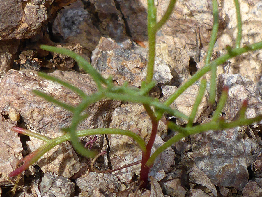 Lobed, linear leaves