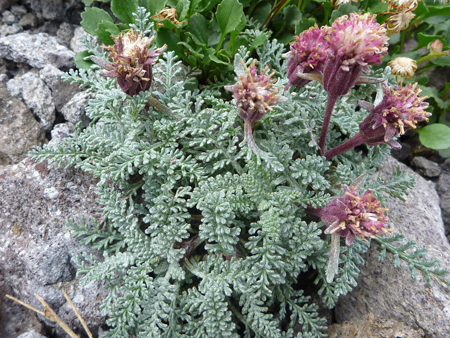 Flowers and leaves