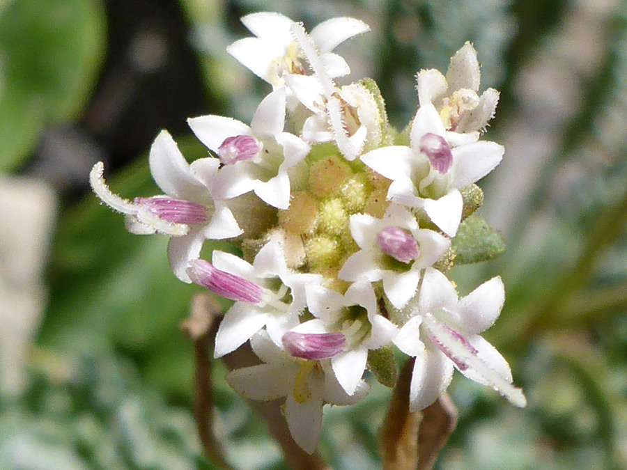 Developing flowerhead