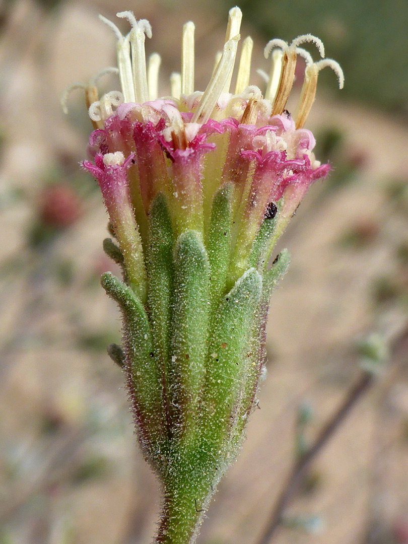 Narrow flowerhead