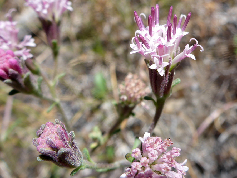 Var douglasii