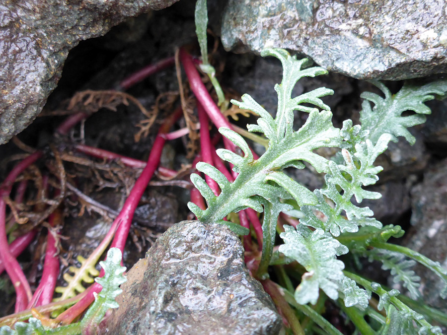 Purple stems