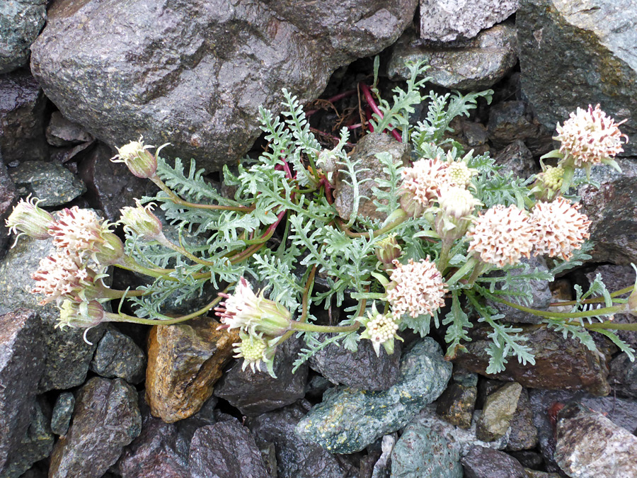 Plants amongst rocks