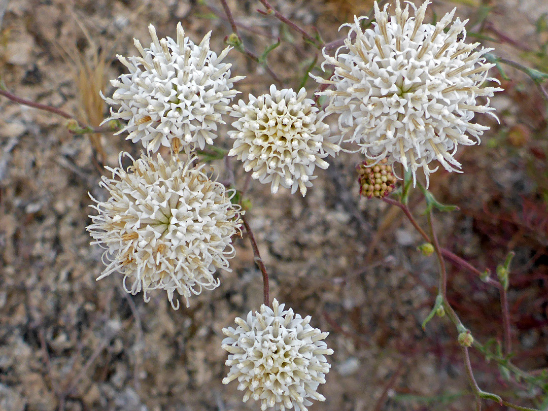 Six flowerheads