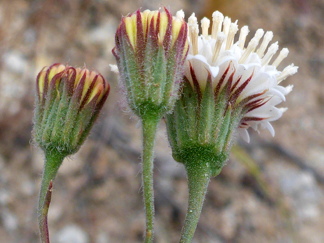 Hairy phyllaries