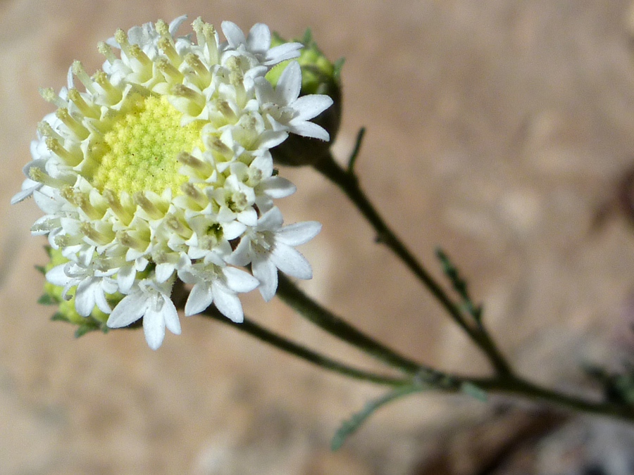 Yellow-white flowers