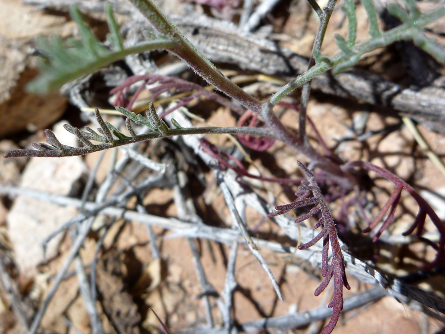 Divided leaves