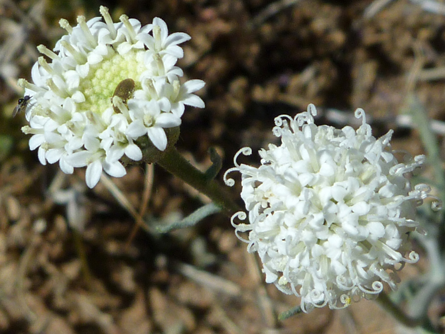 Two flowerheads