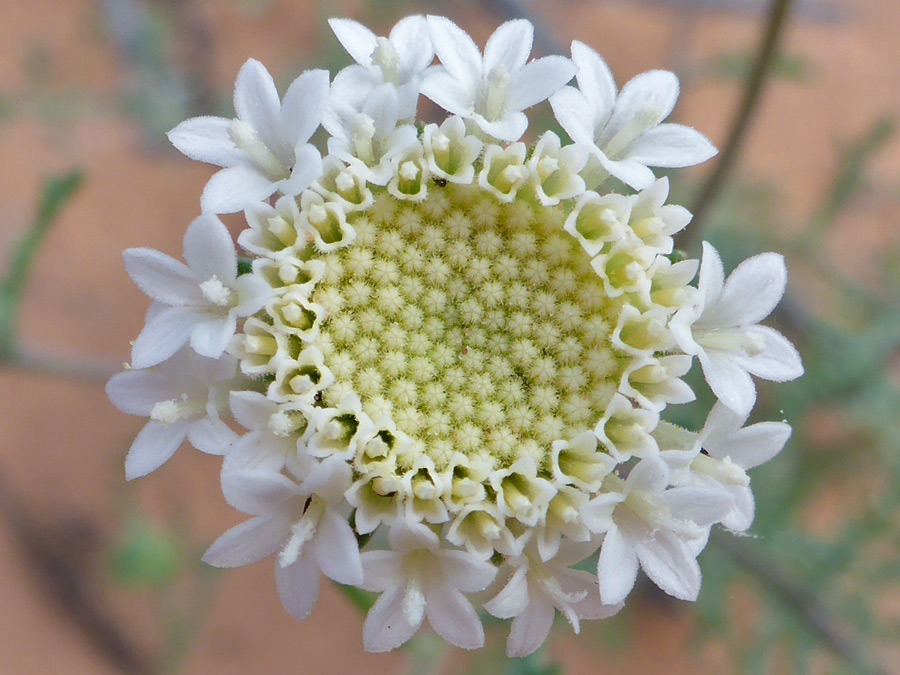 Developing flowerhead