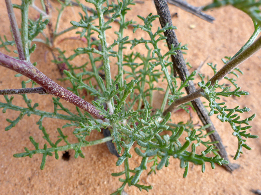 Stems and leaves