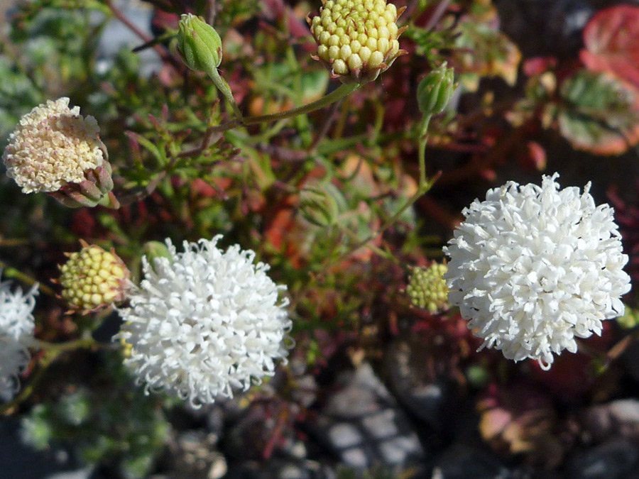 White flower clusters