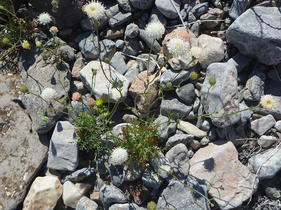 Stems and leaves