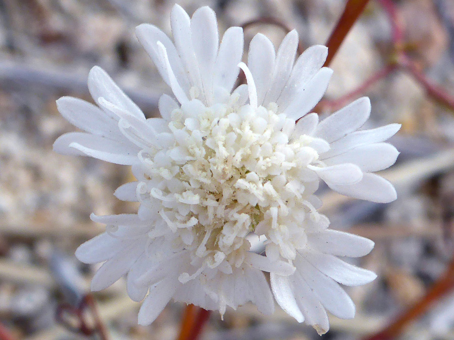 White florets