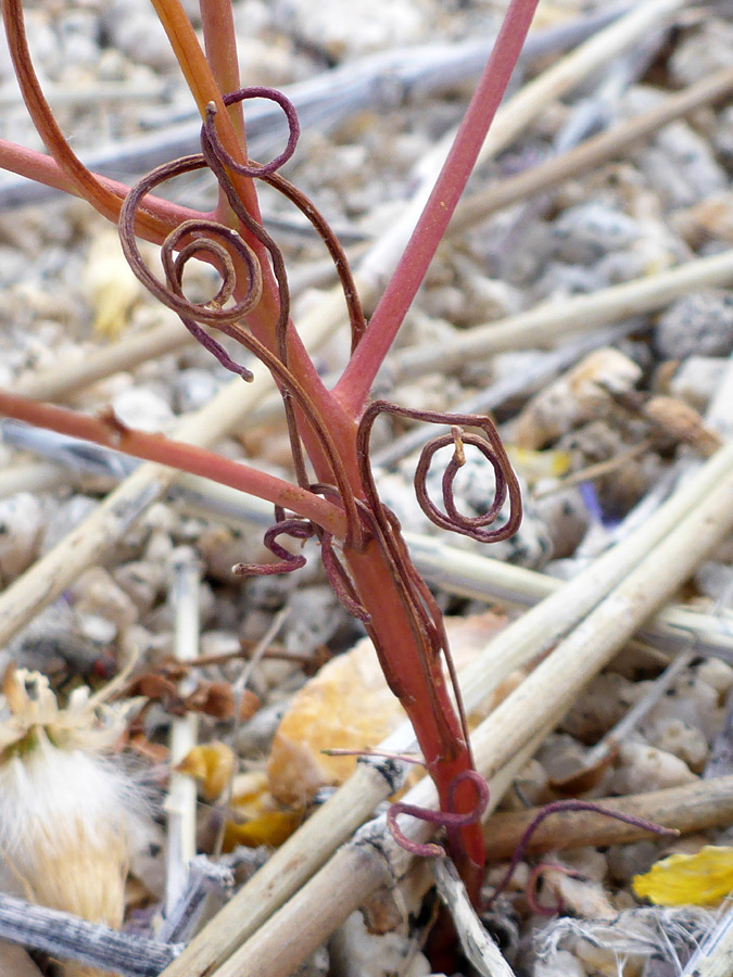 Curling, withered leaves