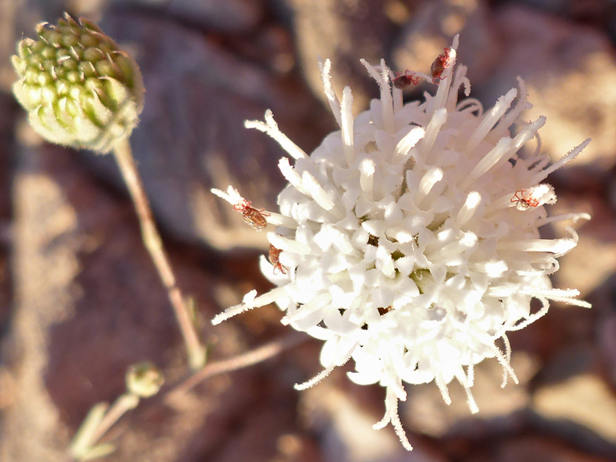 Two flowerheads