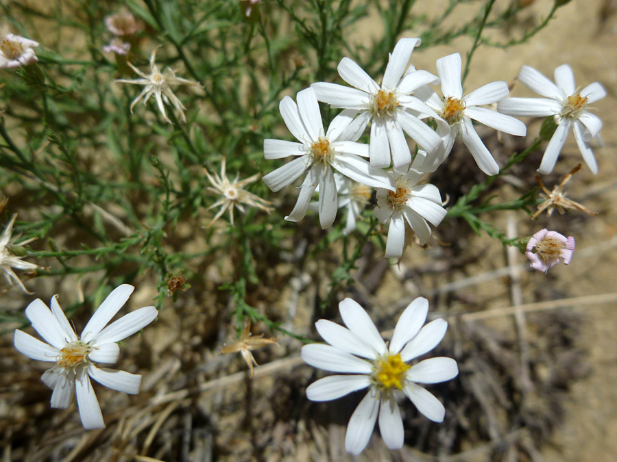 White flowers