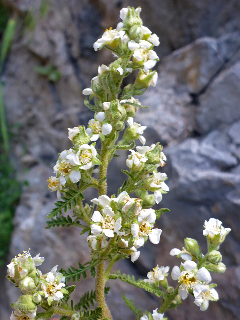 White flowers and green bracts