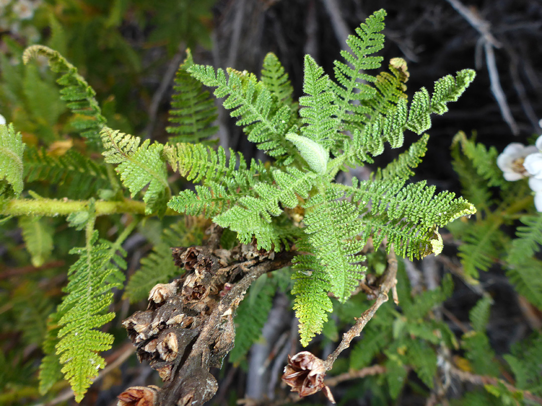 Pinnate leaves