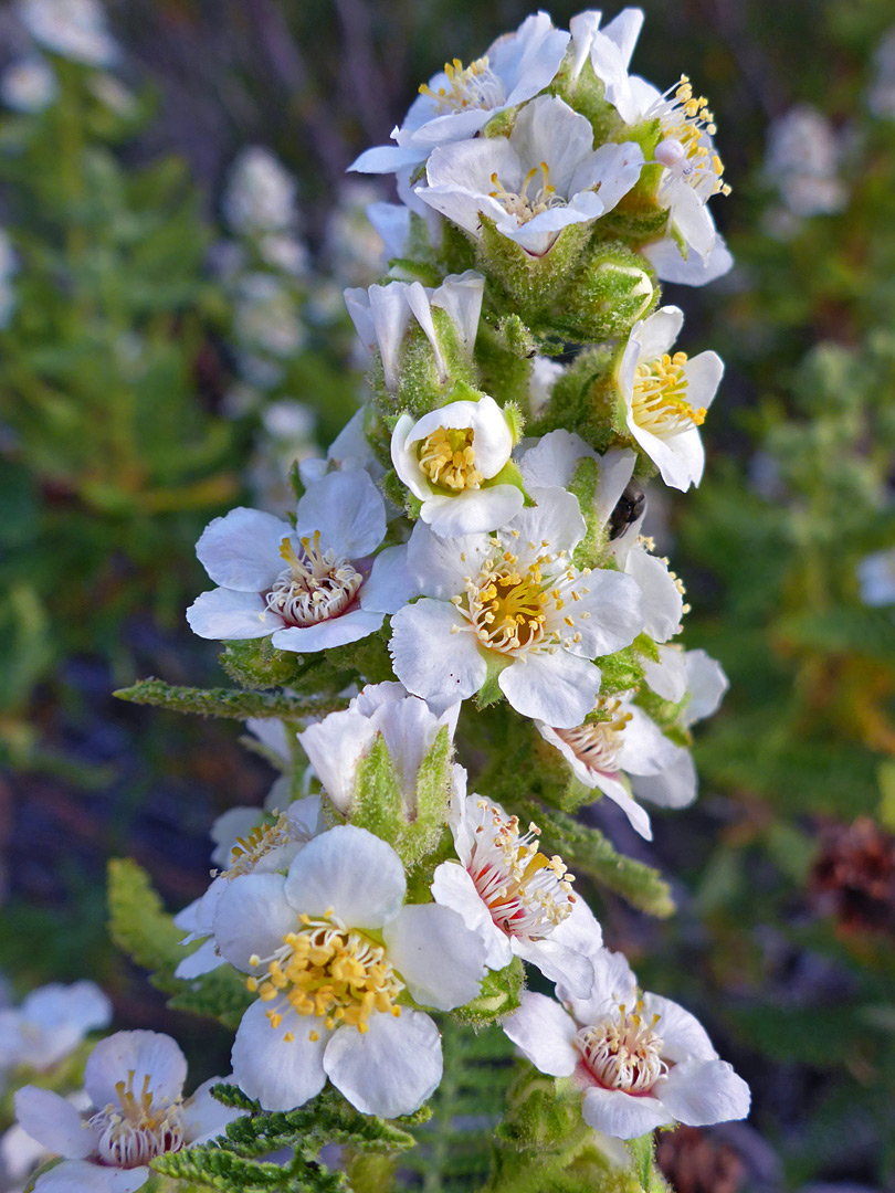 White petals and yellow stamens