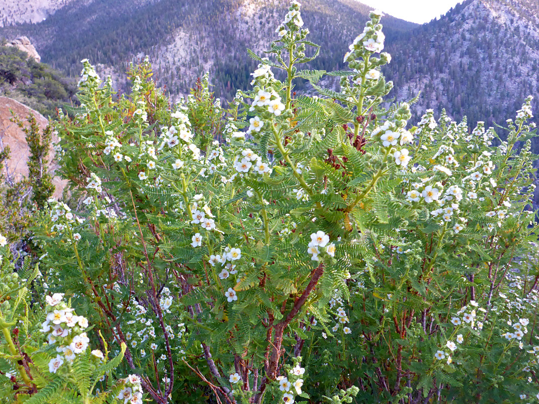 Many branches