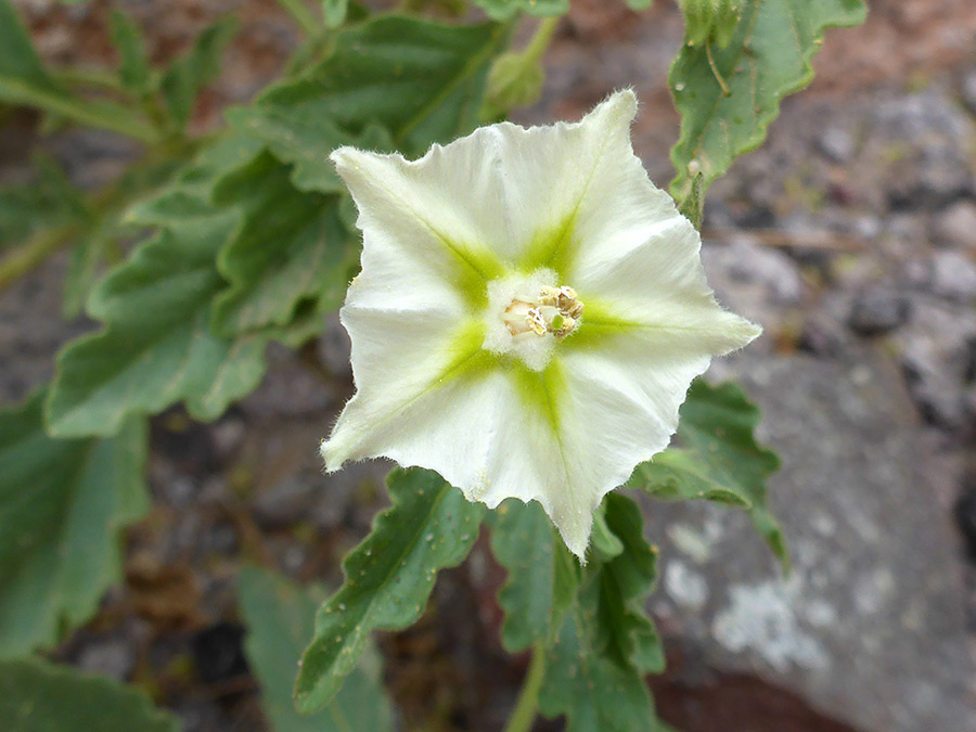 Five-lobed flower