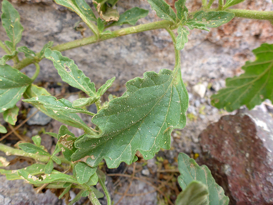 Lanceolate leaves