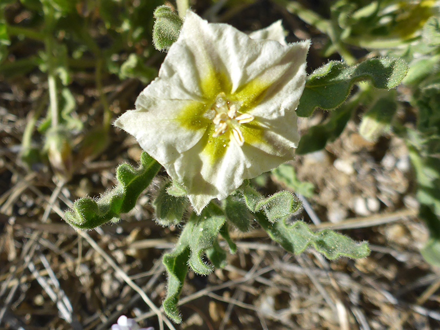 Flower and leaves