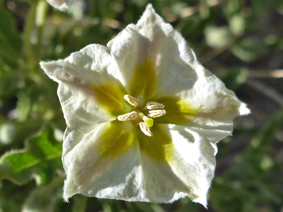 Five-lobed flower