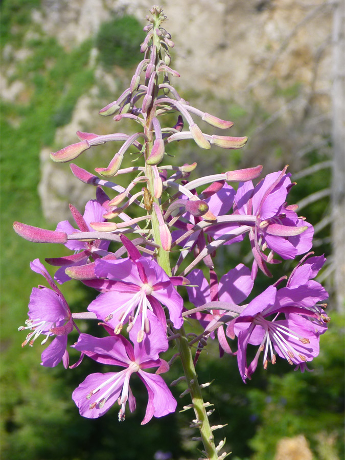 Large flowers