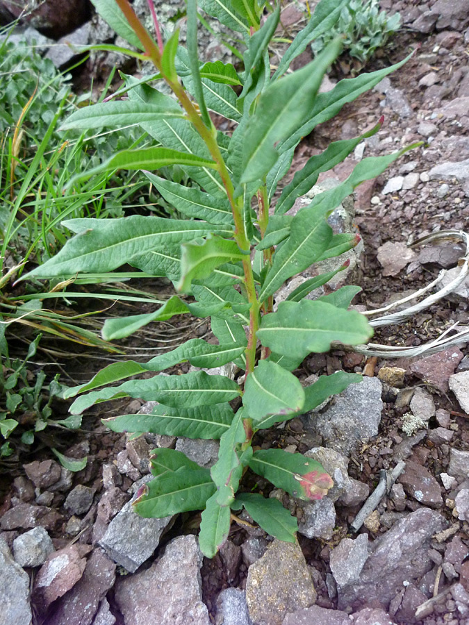 Basal leaves