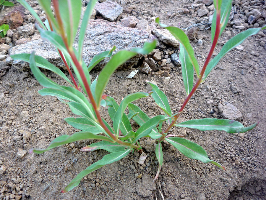 Plant with red stem on sale and green leaves