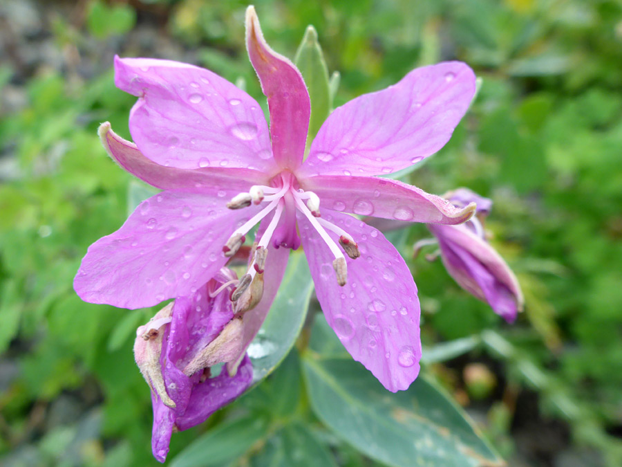 Mature flower