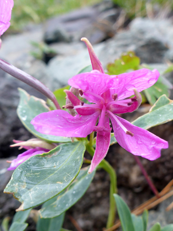 Pink flower