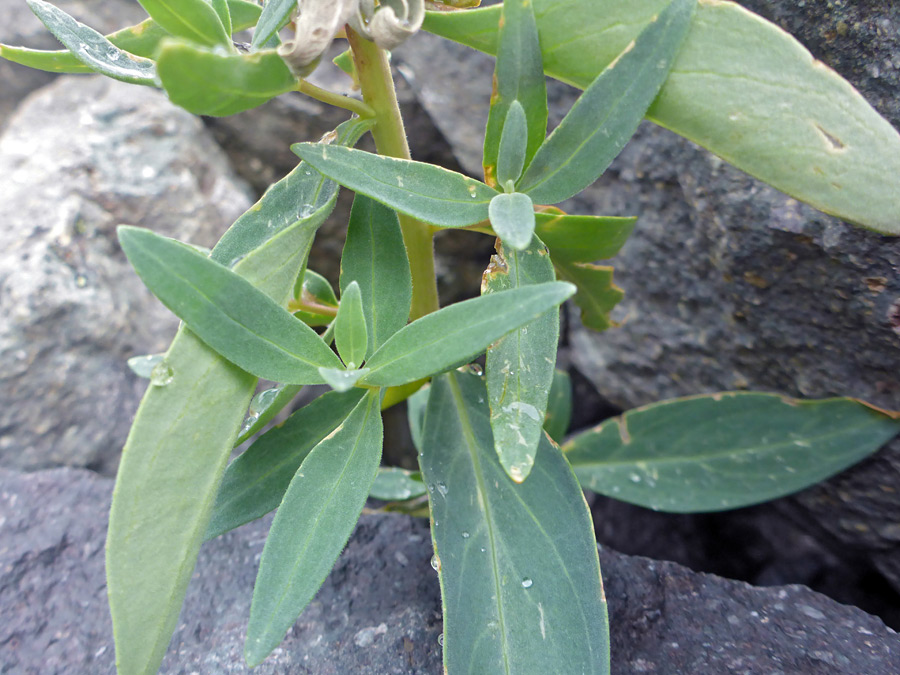 Lanceolate leaves