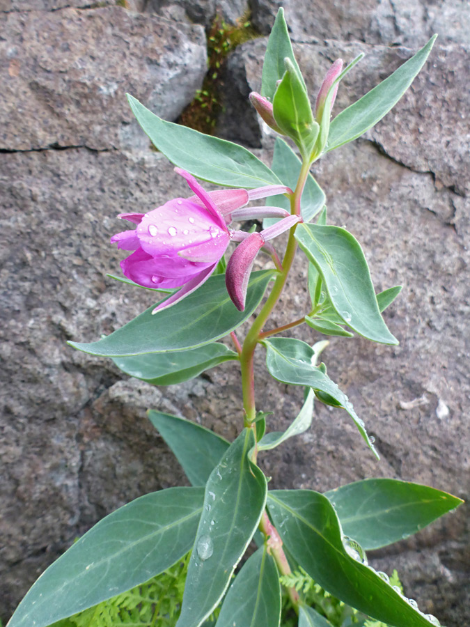 Flowering stem