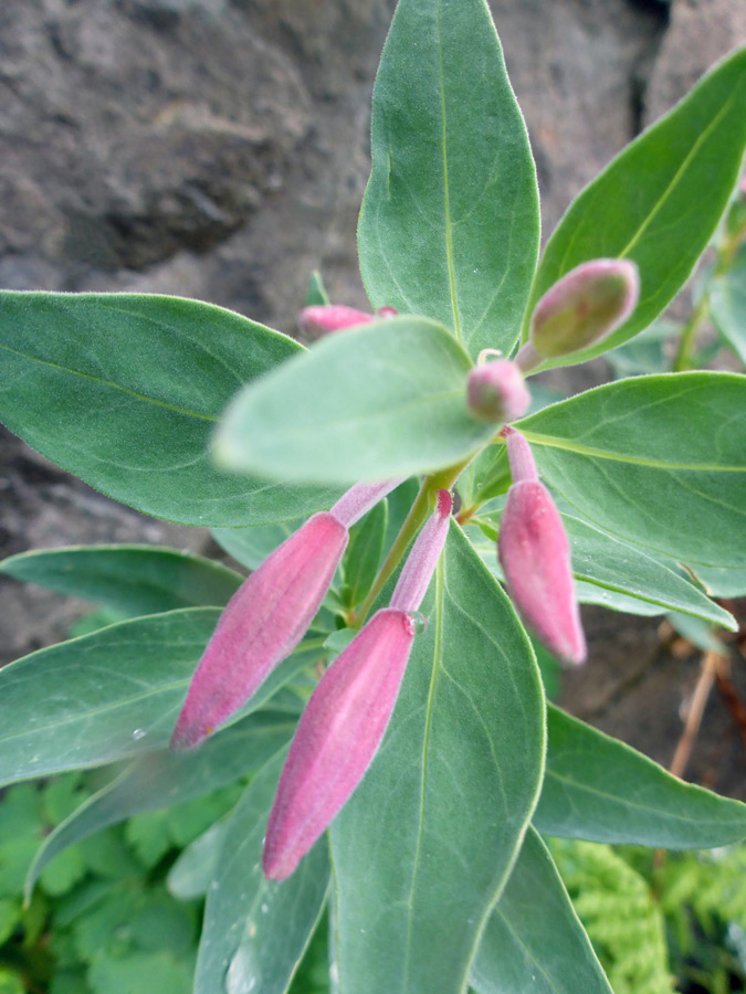 Leaves and buds