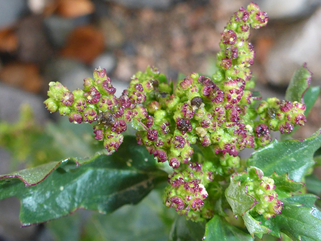 Reddish inflorescence